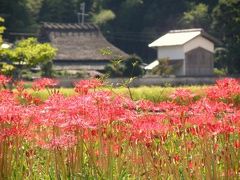 彼岸花とソバの花咲く神戸郊外の田園風景