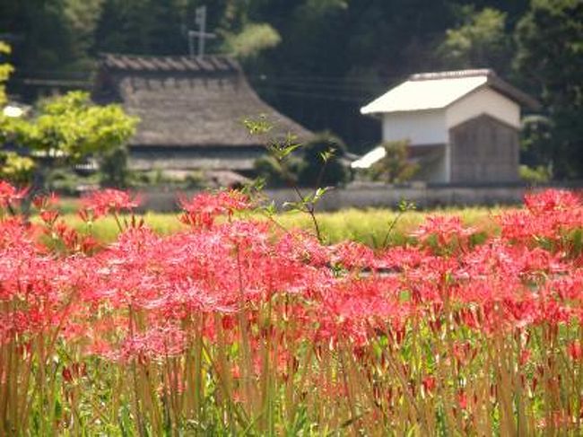 神戸の郊外、神戸市北区には田園風景が広がり、山田町中周辺では例年より１０日ほど遅れてようやく田んぼのあぜに彼岸花が見頃を迎えた。<br />また淡河町木津のソバ畑では、やはり少し遅れて白いソバの花が満開となり、畑一面が真っ白に染まる様は圧巻。<br />麦の収穫後の８月下旬に種を撒き１１月下旬には実が収穫されて、近くの道の駅「淡河」の食堂で名物「十割そば」として提供されるとか。今日は時間の都合で味わうことができなかったのが残念だった。