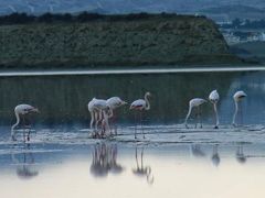 欧州の旅・思い出のアルバム　キプロスのラルナカ