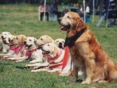 空飛犬quillのバリ島旅行