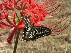2010秋、天白川のヒガンバナ(1/２)：アゲハ蝶とヒガンバナ、露草
