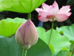 三渓園　早朝観蓮会　2010