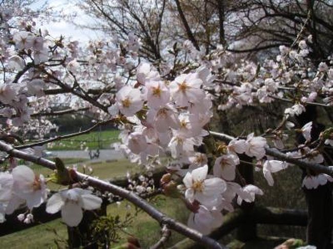 2010年GWの東北ドライブの記録です。<br /><br />4月30日：二岐温泉大丸あすなろ荘泊<br />5月1日：新野地温泉相模屋旅館泊<br /><br />那須、会津若松は桜が満開でした。<br />会津の山沿いや土湯の仁田沼では<br />水芭蕉、かたくりの花を楽しめました。