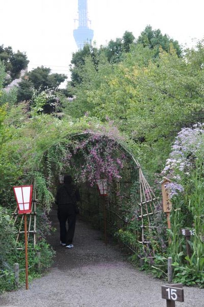 萩のトンネル 向島百花園 東京の旅行記 ブログ By 旅姿さん フォートラベル