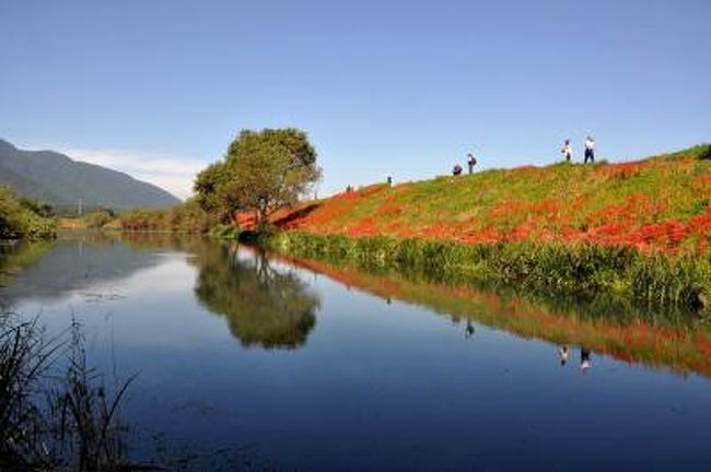 彼岸花を求めてー津屋川の彼岸花