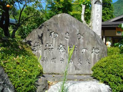 日本のワサビは、当初静岡市の安倍川を1時間半ほど上流にさかのぼり「梅ケ島温泉」方面の手前にある有東木という地区でつくられました。その後、ワサビ栽培は伊豆の天城⇒信州の安曇野と気候、風土の適した土地に伝えられました。<br />有東木の里は、山の中腹に位置して、周辺にはお茶畑があり、遠くに南アルプスを望む眺望のよいところでした。