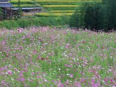 明日香村で会った花たち