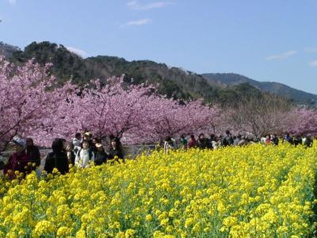 早春の熱海、河津を訪れた時のものです。<br />わずかな写真しかありません<br />（ほとんどがビデオからの切り出し写真です）。<br /><br />動画をリンクでご覧になれます。<br />