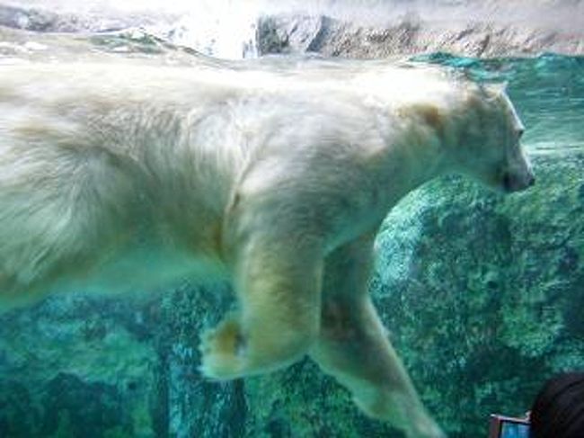 夏休みを少しずらしてとり、９月に念願の北海道へ<br /><br />どうしても旭山動物園へ行ってみたかったので、このツアーをチョイス！！<br /><br />親子三代、女４人旅です。<br /><br />