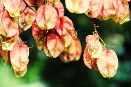 Japan　高崎市染料植物園＆染色工芸館　　～ミツバチばあやの冒険～