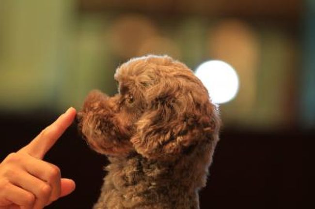犬と触れあえるカフェ 犬々房 Dog Mind 大阪城 京橋 大阪 の旅行記 ブログ By みにくまさん フォートラベル