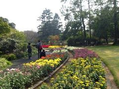 大船フラワーセンター　小菊の花壇（小菊の種類）