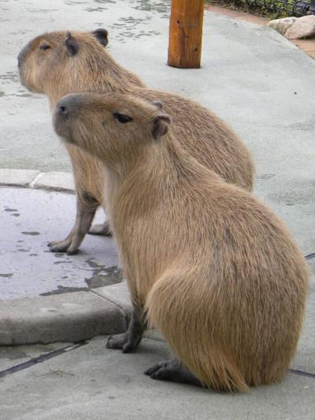 実はこの日曜日は最近メディアで話題沸騰の”子ざる”と”うり坊”に会いに福知山市動物園に行く予定でした。<br />しかし、昨夜何気なくＰＣでニュースをチェックしてたら”子ざるのみわちゃんがアライグマと喧嘩して怪我、今週はうり坊とのお散歩は無し”との衝撃のニュースが・・・。<br />まあ、みわちゃんとうり坊のお散歩は来週には再開されるそうでホッとしましたが、一旦、むくっと起きあがった”動物見たい欲”は消しがたく、近場で動物に会える施設を考えてみました。<br />まず、思いついたのが家から山に向かって車で約４０分の六甲山牧場・・・ここでは羊、牛、馬を初め兎や牧羊犬も見ることができます、しかし、六甲山牧場は兵庫県随一と言ってもいいデートスポット・・・さすがに一人でのこのこと出掛けるのは精神的に厳しい・・・。<br />他に無いかな？？と探してみると・・・・灯台下暗し、家から車で１０分の宝塚ガーデンフィールズにも動物がいる事を思い出しました。<br />この宝塚ガーデンフィールズはかつて宝塚ファミリーランドがあった場所にあり、僕は大学４年間を宝塚ファミリーランドでアルバイトしてました・・・とても懐かしい場所。<br />今日は特別ゲストのカピバラ君も来園し、撮影会が催されるそうなのです。<br />では、宝塚ガーデンフィールズに行ってみましょう。