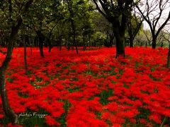 キンチャクダー！！ヒガンバナダー！！！　蕎麦の花とコスモスもね？ 2010。in日高市