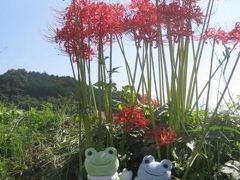 カエルの明日香旅行記【彼岸花を見にいきました】