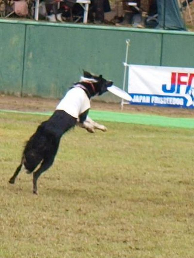 　フリスビードックの全国大会(http://www.frisbeedog.co.jp/hp-data/jf2010/JF2010.htm)が今年3月長岡市の仲間入りした川口町で行われるので出かけてきました。あの中越地震の震源地でもあった川口町は見事に復興しました。<br /><br />　川口町の高台にある運動公園には全国各地から勝ち抜いてきた憂愁のフリスビードックが集合、既にグループごとに大会が始まっていました。<br /><br />　私にとって初めての観戦でルール等聞きながら勉強しました。それにしても素晴らしいのに感激、楽しい時間を過ごせました。<br /><br />　それからほくほく線(http://www.hokuhoku.co.jp/2jikoku/index.html)で唯一地下駅の「美佐島駅」を訪ね十日町の「田麦そば」(http://www.tokamachishikankou.jp/modules/gnavi/index.php?lid=45)をいただき、十日町田麦地区のそば畑を訪ねました。