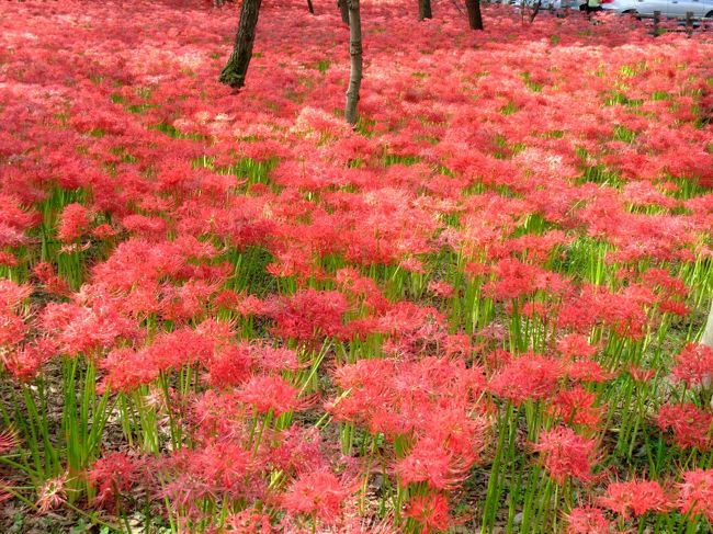 前々から気になっていた曼珠沙華を見に行ってきました。<br /><br />埼玉県内にテレビでも紹介されるくらい曼珠沙華の有名なところがあり、去年も行きたいと思ってたものの都合つかずに開花が終わってしまったため、念願のお花見になりましたよ♪<br /><br />今回訪れたのは『ひだか巾着田』です。<br />http://www.kinchakuda.com/index.html<br /><br />早咲き、中間、遅咲きと開花の違うエリアが分かれてるので、多少長く曼珠沙華を楽しむことができるんじゃないかと思います。<br />開花時期には入園料が200円かかりますが、絶対に元が取れるくらいの見事な曼珠沙華を堪能することができますよー。<br /><br />車で行った場合、駐車場はあちらこちらに点在してるのでどこかしらには停められると思いますが、近くの道が大渋滞であまり動いてなかったので電車の方がいいのかな…という感じです。<br />でも、電車でも駅から多少歩くし、道も狭くて混んでるので、どっちもどっちかも？(笑)<br />私たちは、電車で行きました。<br /><br />あまり上手に撮れませんでしたが、お花の写真を載せたいと思います！