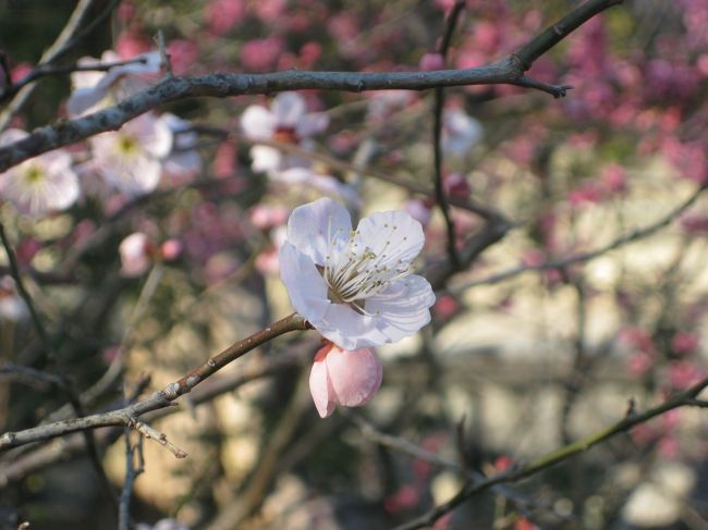 <br />今年もまた、北野天満宮の梅園を見に行って来ました。<br /><br />まだつぼみもありましたが、天気も良く、青空に梅の花がきれいに映えていました。<br /><br />京都の春ももうすぐです。<br /><br />