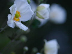 秋明菊の咲く善峯寺へ