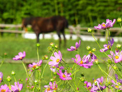 千葉で北海道の牧歌的風景を疑似体験する～「秋元牧場」