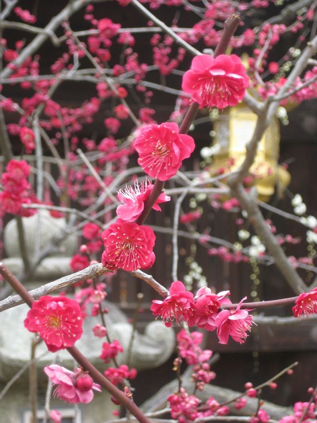 <br />２月も下旬になると、春の気配が漂いだす京都。<br />あちらこちらで梅の開花のニュースを聞くようになります。<br /><br />今回は、梅で有名な京都の寺社の中でも特に有名な北野天満宮と梅宮大社に行って来ました。<br />