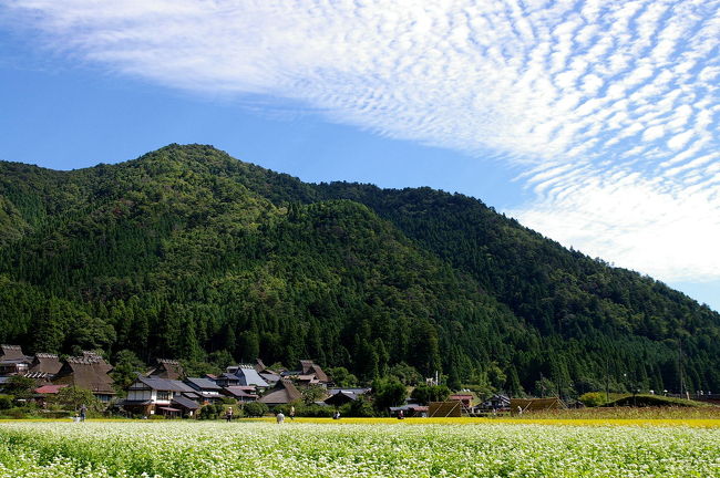 実りの秋、あちこちから蕎麦のお花が咲いていますとの情報が入ってきます。<br />美山の蕎麦の花も満開になったとのことで、早速出かけて来ました。<br /><br />日本の原風景を見るようでのんびりと癒されました。<br /><br /><br />