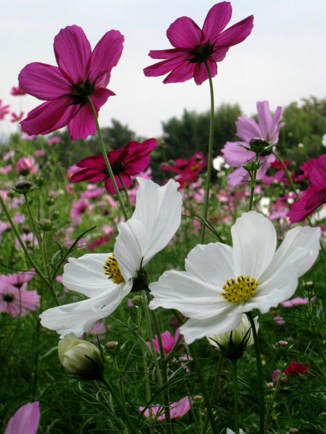 お花好きの友人を誘い、コスモスが見頃という昭和記念公園に出かけてみました。<br />原っぱ東花畑、コスモスの丘など満開のコスモスを愛でて、幸せな気分に！<br />コスモスの香りが漂っていて、沢山の人達が花を楽しんでいました。<br /><br />原っぱ西花畑のイエロ−キャンパスは、まだまだこれからが見頃。しばらくコスモスまつりも<br />やっているので、お花の好きな方は是非お出かけください。
