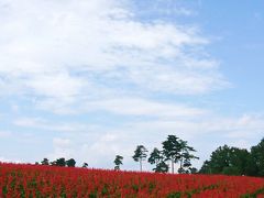 風の吹くまま足の向くまま～とっとり花回廊～