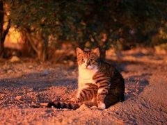 地中海猫探しの旅◎Malta1日目　Sliema夜の公園猫探し◎