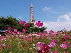 ２０１０　ひたち海浜公園　コスモス満開　コキア紅葉中　見頃　−１