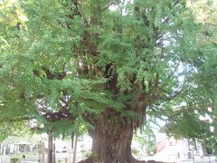 千葉寺の大イチョウ