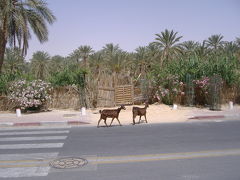 ツアーでチュニジア。砂漠の町トズール