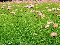 Japan　お洒落になった昭和記念公園のコスモスたち♪　2010　～ミツバチばあやの冒険～