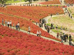 2010年ひたち海浜公園　紅葉のコキアとコスモス、ガマ口上の旅