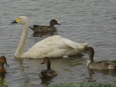 １０／１０　今年も白鳥がやってきた＠瓢湖＠