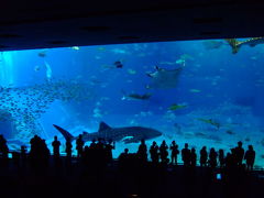 めんそーれ沖縄！同期旅行【美ら海水族館】