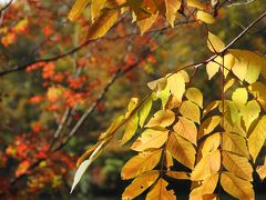 ２０１０ 紅葉 信州北部（雨飾山・鎌池）【その２】