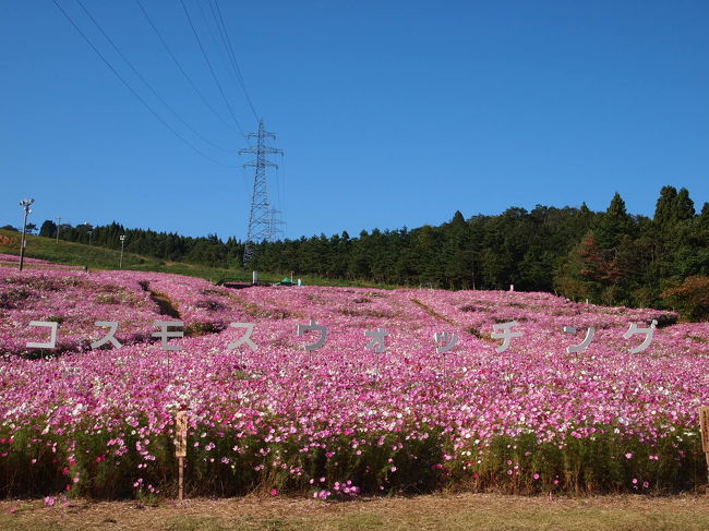 暑かった夏もようやく終わり、季節はすっかり秋。<br /><br />Ｍ家のみんなと一緒に、コスモスの花畑を見に行ってきました〜。<br />いい天気＆満開のコスモスに大満足！の1日でした。