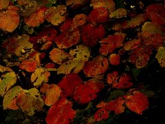 小樽近郊「ちょっとだけ秋風景」
