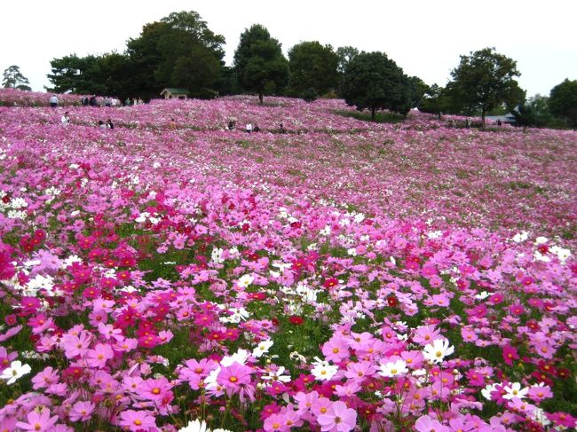 コスモスの丘（花の丘）が見頃になっていました。<br />今年は開花後に強風や豪雨がなかった為か、倒壊がほとんどなく傷みも少ないように思いました。