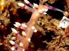 世界遺産コモド国立公園　クルーズ旅行記　ダイビング　ウミウシ編