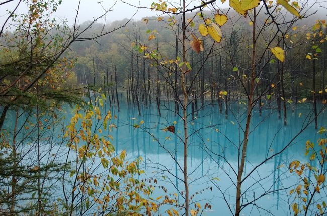 久しぶりの北海道、法事があり、且つ次男家族との旅行ということで<br />早くから決まった旅行。<br />前半3日を息子家族と、後半は妹夫婦と・・最後に法事。<br />法事の前に遊びを入れたのには、ちょっと気が引けたけど・・<br />日暮れが早く、木々の色が変り始めた大地をドライブした、<br />一週間の抄録、ならぬ抄景をここに・・<br />