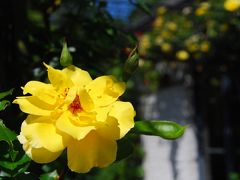 花の国オランダ ～ ヨーロッパ最大規模の庭園《アルセン城》で花散歩♪