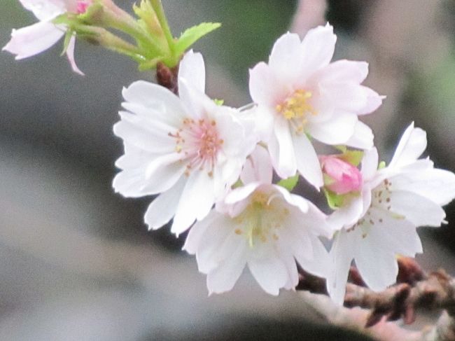 10月21日、午後3時頃に小雨が降る皇居東御苑を訪問した。<br />訪問目的はジュウガツザクラをはじめ、秋の山野草、花木等を見るためである。　雨天のために訪問客が少なくのんびりと観察することができた。<br />ここでは、その旅行記として①、②に分けてまとめた。<br /><br />ジュウガツザクラ 十月桜 バラ科 Purunus × subhirtella cv. Autumnalis. 性状:落葉低木. 原産地:園芸品種のため無し. 特徴など:春と秋に二度咲く桜<br /><br /><br /><br />＊写真は可憐なジュウガツザクラの花