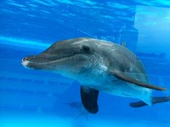 行ってきました！美ら海水族館(*^ー^)ノ♪　