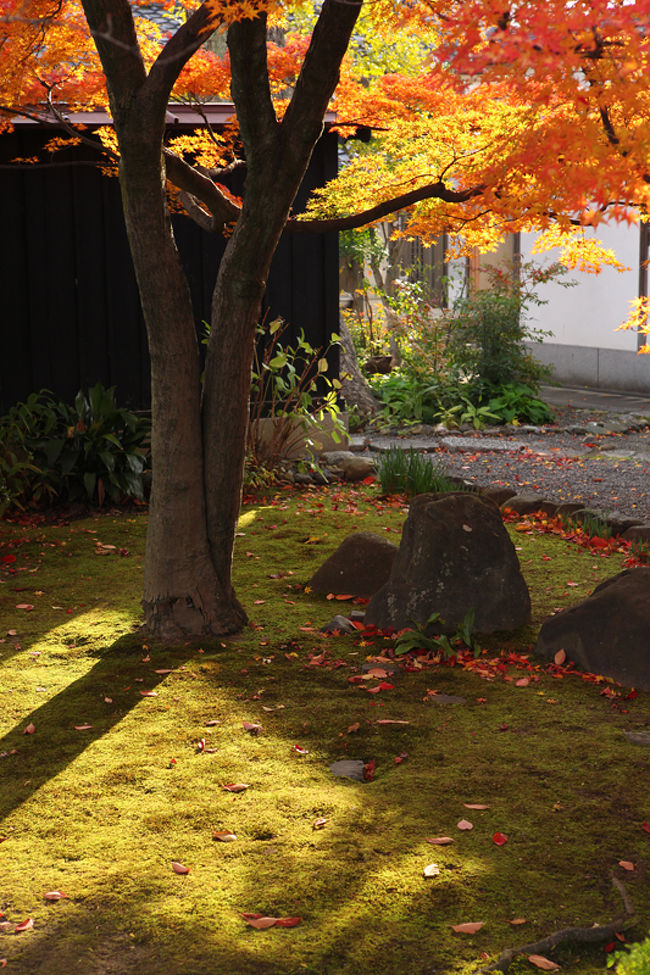 妙覚寺の紅葉<br /><br />夕暮れ近く、射しこむ光が綺麗でした。