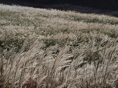 ２０１０年１０月２３日　箱根 仙石原 すすき野原は、銀色に輝き、見ごろが続いています。