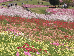 あわじ花さじきのコスモス2010 [関西コスモス畑]