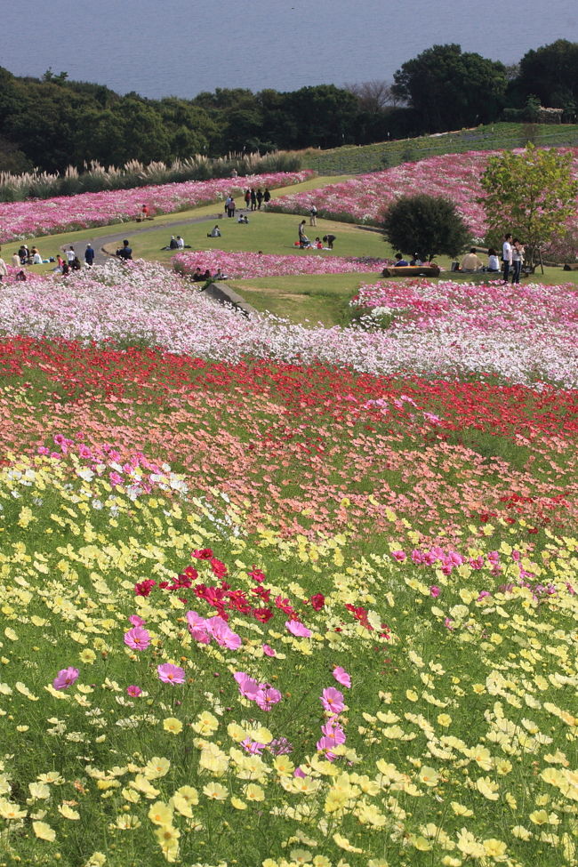 夏のクレオメの季節に訪れた、あわじ花さじきを再訪しました。秋のこの季節はコスモスでいっぱいになります。10.2分咲き程度でちょうど見頃でした。<br /><br />●あわじはなさじき<br />http://www.hyogo-park.or.jp/hanasajiki/<br /><br />●地図はこちら<br />http://maps.google.co.jp/maps/ms?ie=UTF8&amp;hl=ja&amp;msa=0&amp;msid=118327137333806382304.000488a4f4a9ff48e54f5&amp;brcurrent=3,0x34674e0fd77f192f:0xf54275d47c665244,0&amp;ll=34.554144,134.978027&amp;spn=0.056905,0.077591&amp;z=14