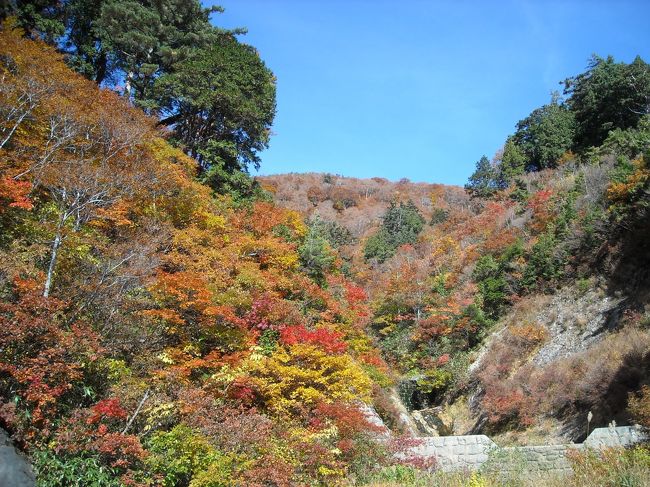 白山スーパー林道の紅葉が見頃〜とラジオやテレビで何度もきかされ、気分はすっかり紅葉モードのさや犬。結構距離があるから、行くなら出来れば日曜より土曜。どうせなら前の日に素泊まりで宿泊して、余裕の日程で行きたいなあ。<br />と、何の気なしに考えていたところ、何故か決行することに。<br /><br />金曜日の昼休みに素泊まり旅行が決定し、金曜日は定時速攻で帰宅。帰宅途中の電車の中で楽天トラベル当日予約を検索し、めぼしい宿にチェックをつけ、家に帰宅後即予約。<br />慌ただしい出発でしたが、とっても素敵な宿＆ちょうど見頃の紅葉を堪能できて大満足♪の週末でした。